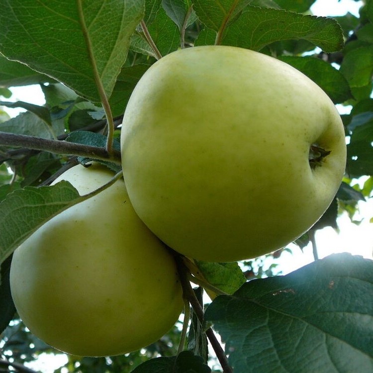 Яблоня домашняя Антоновка Обыкновенная